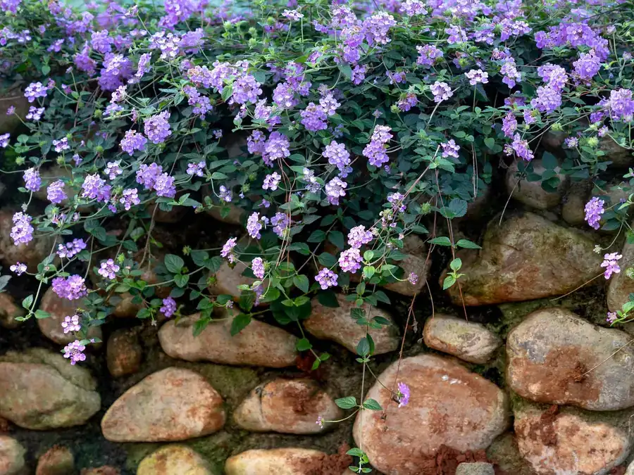 Stensætning af runde marksten med lilla blomster der hælder ud over kanten
